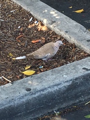 Streptopelia decaocto