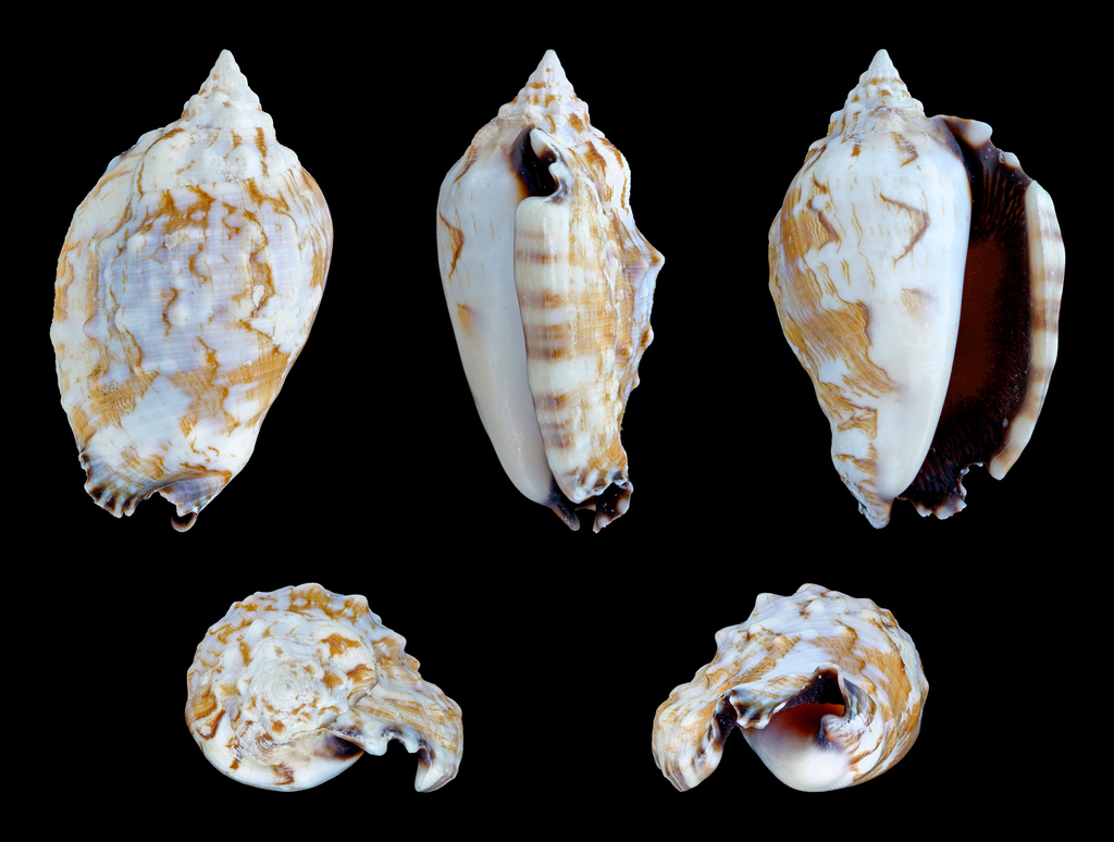 butterfly conch