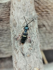 Synanthedon andrenaeformis