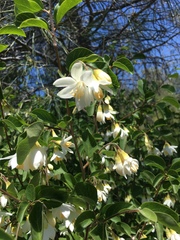Styrax