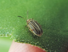 Ophraella notulata