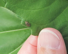 Ophraella notulata