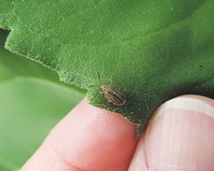 Ophraella notulata