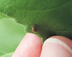 Ophraella notulata