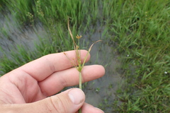 Cyperus haspan