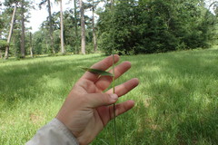 Dichanthelium scoparium