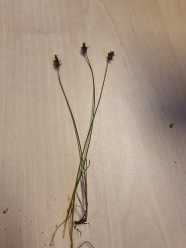 Image of Carex dioica by no rights reserved
