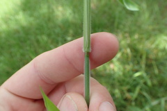Dichanthelium scoparium