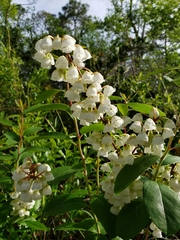 Zenobia pulverulenta