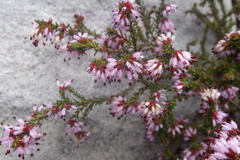 Erica glabella