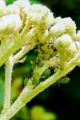 Aphis spiraecola