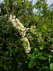 Zenobia pulverulenta