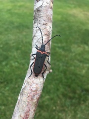 Desmocerus californicus