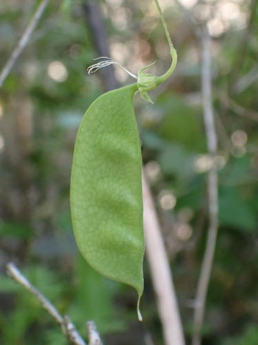 Image of Lathyrus setifolius by (c) David Delon, some rights reserved (CC BY)