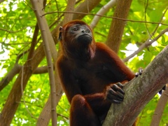 Alouatta seniculus