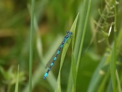 Coenagrion mercuriale