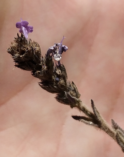 Image of Nepeta teydea by (c) Ben Jobson, some rights reserved (CC BY)