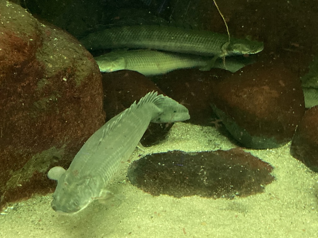Nile Bichir