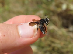 Andrena agilissima