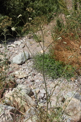 Perideridia californica