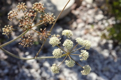 Perideridia californica
