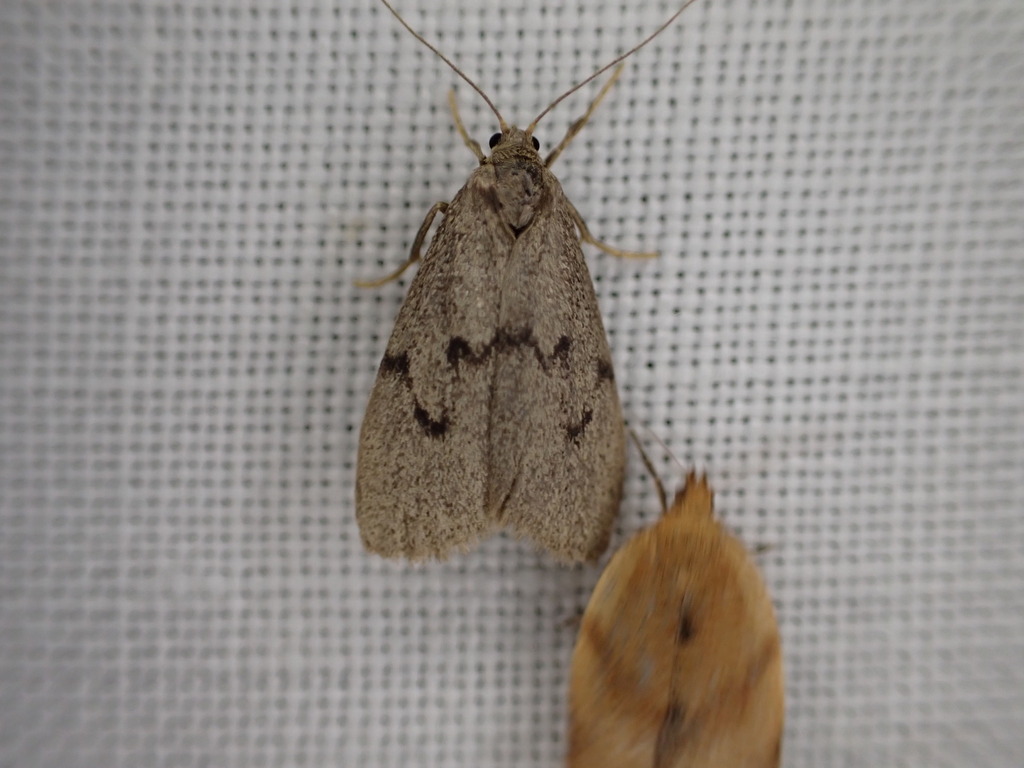 Apaidia mesogona