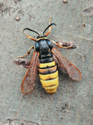 Lunar Hornet Moth