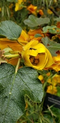 Culiseta incidens
