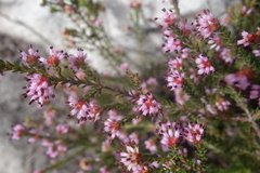 Erica glabella