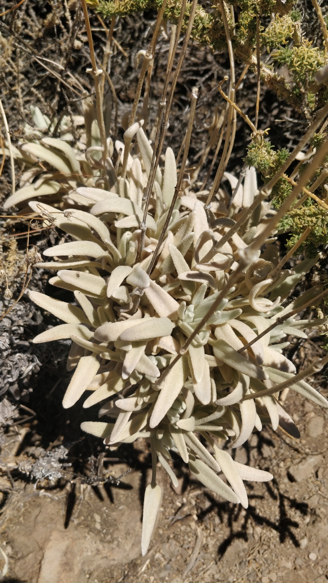 Sideritis eriocephala