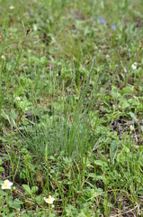 Festuca valesiaca