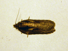 Acleris pulverosana