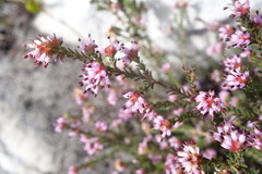 Erica glabella