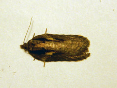 Acleris pulverosana