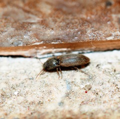Agriotes sputator
