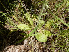 Plantago