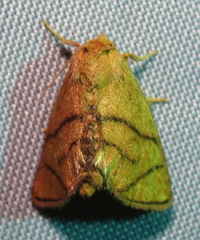 Apoda y-inversa