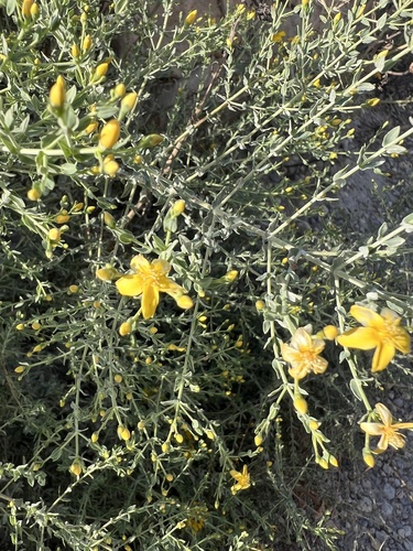 Hypericum triquetrifolium (Hypericum triquetrifolium)