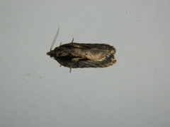 Acleris pulverosana