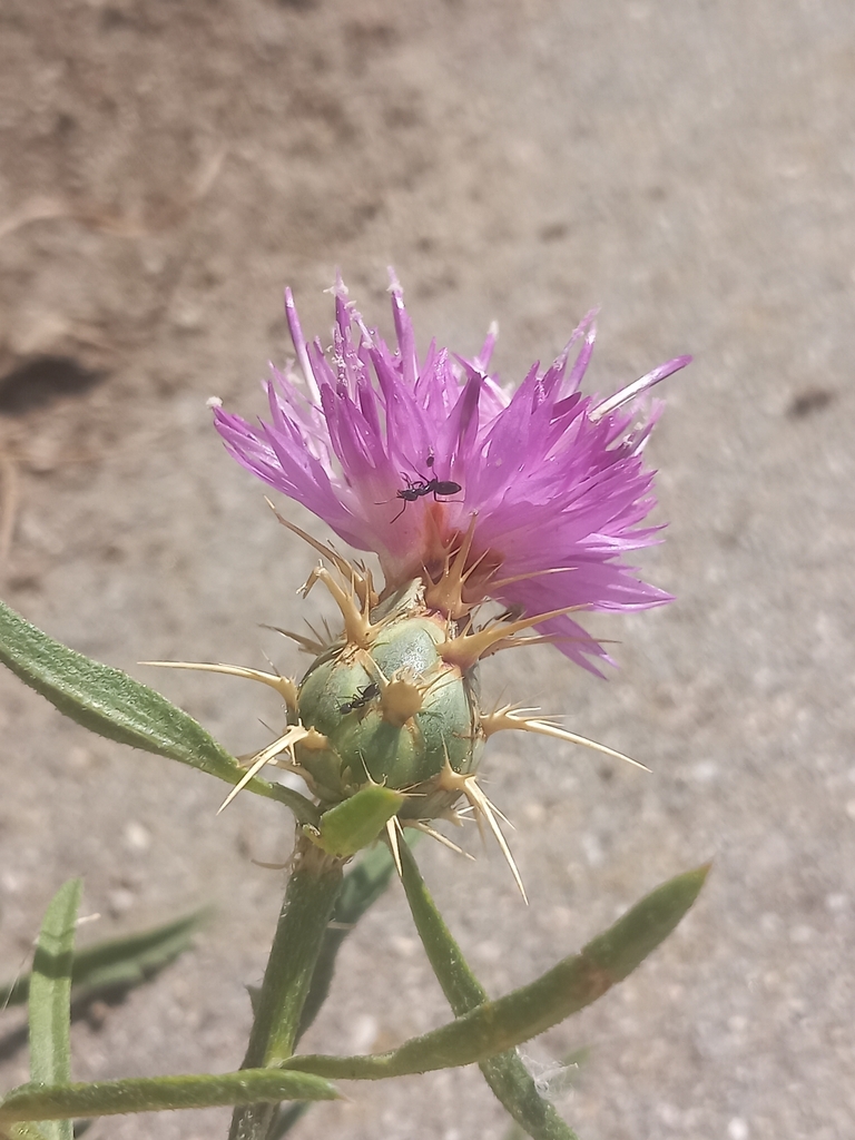 Centaurea bofilliana