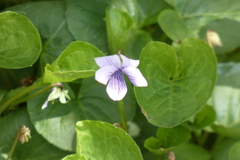 Viola palustris