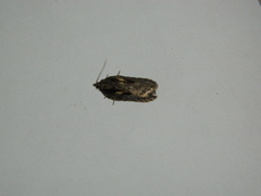 Acleris pulverosana