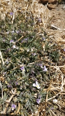 Viola guaxarensis, photograph Ben Jobson, CC BY, iNaturalist via GBIF
