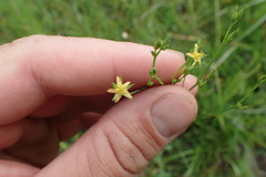 Hypericum gymnanthum