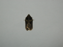 Acleris pulverosana