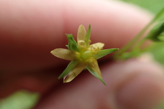 Hypericum gymnanthum