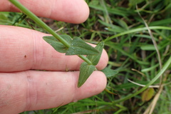 Hypericum gymnanthum