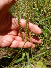 Plantago