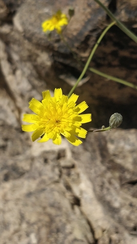 Tolpis webbii
