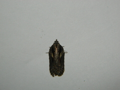 Acleris pulverosana